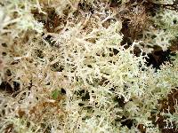 Cladonia confusa image