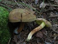 Boletus subtomentosus image