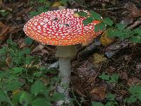 Amanita muscaria image