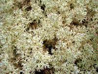 Cladonia confusa image