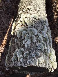 Trametes versicolor image