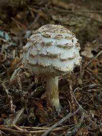 Chlorophyllum rhacodes image