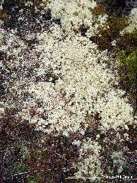 Cladonia confusa image