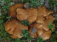 Image of Suillus bovinus