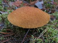 Suillus variegatus image