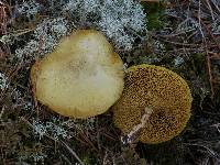 Image of Suillus flavidus