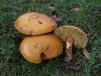 Suillus grevillei image