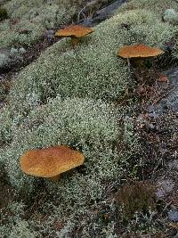 Suillus variegatus image