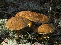 Suillus variegatus image