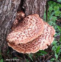 Polyporus squamosus image