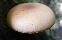 Agrocybe parasitica image