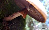 Agrocybe parasitica image