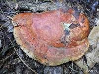 Pycnoporus coccineus image