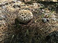 Calvatia sculpta image