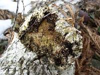 Piptoporus betulinus image