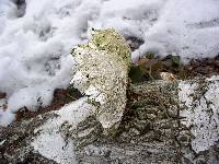 Piptoporus betulinus image