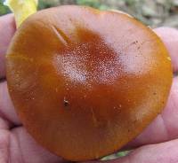 Amanita flavoconia image