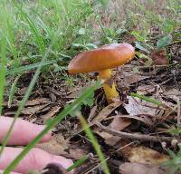 Amanita flavoconia image