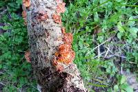 Favolaschia calocera image