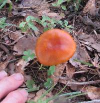 Amanita flavoconia image