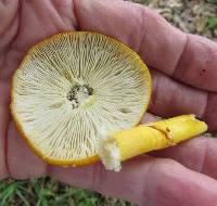 Amanita flavoconia image