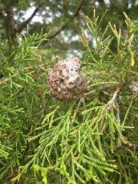 Gymnosporangium juniperi-virginianae image