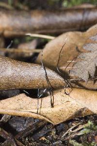 Xylaria filiformis image