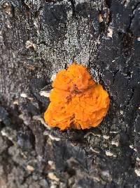 Tremella mesenterica image