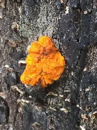 Tremella mesenterica image