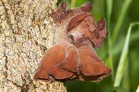 Auricularia auricula-judae image