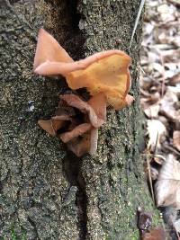 Auricularia auricula-judae image