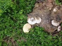 Polyporus squamosus image