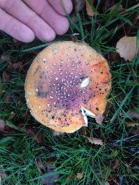 Amanita muscaria image