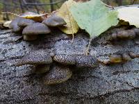 Pleurotus ostreatus image