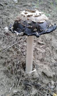 Coprinus comatus image