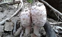 Coprinus comatus image