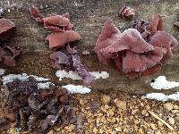 Auricularia auricula-judae image