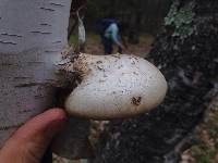 Fomitopsis betulina image