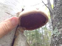 Piptoporus betulinus image