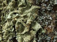 Flavoparmelia caperata image
