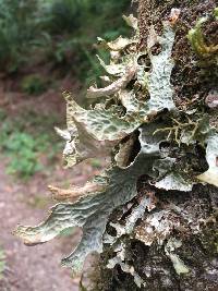 Lobaria pulmonaria image