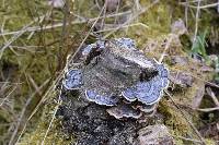 Trametes versicolor image