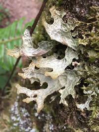 Lobaria pulmonaria image