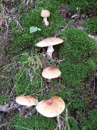 Amanita rubescens image