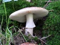 Amanita rubescens image