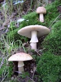 Amanita rubescens image