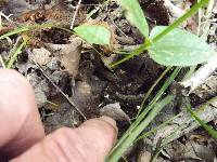 Pluteus cervinus image