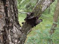 Auricularia auricula-judae image