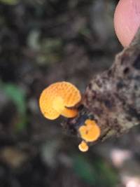 Favolaschia calocera image