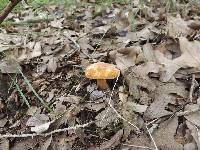 Image of Suillus castaneus